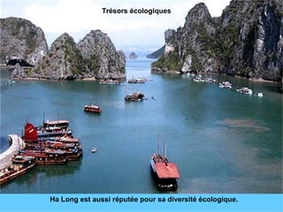 Ha Long est aussi réputée pour sa diversité écologique. Trésors écologiques 