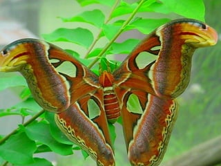 Merveilleux papillons