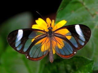 Merveilleux papillons