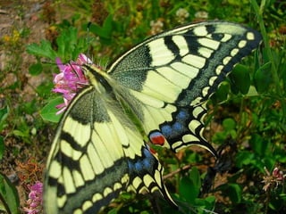 Merveilleux papillons