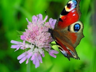 Merveilleux papillons