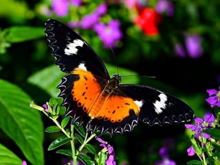 Merveilleux papillons