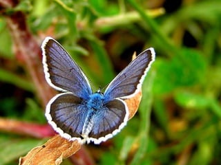 Merveilleux papillons