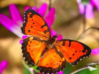 Merveilleux papillons