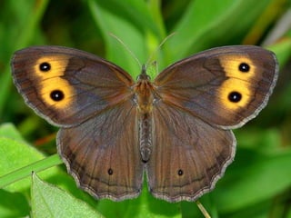 Merveilleux papillons