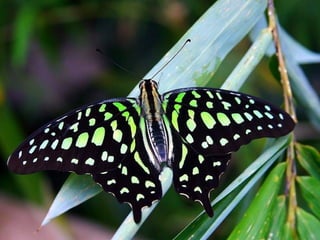 Merveilleux papillons