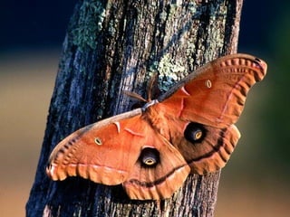 Merveilleux papillons