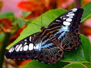 Merveilleux papillons