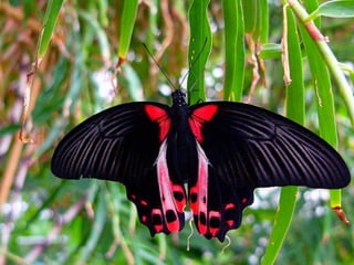 Merveilleux papillons