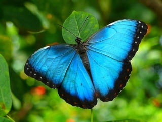 Merveilleux papillons