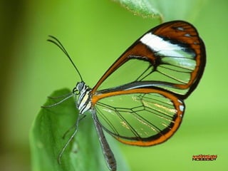 Merveilleux papillons