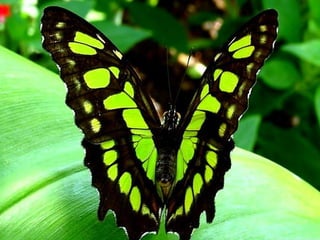 Merveilleux papillons