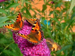 Merveilleux papillons
