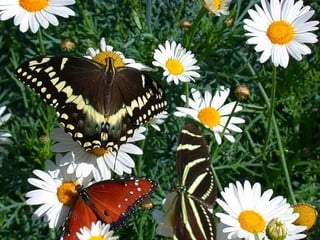 Merveilleux papillons