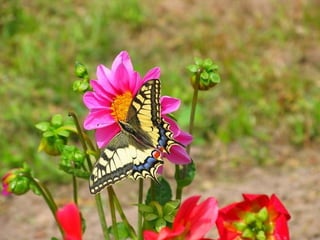 Merveilleux papillons
