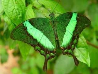 Merveilleux papillons