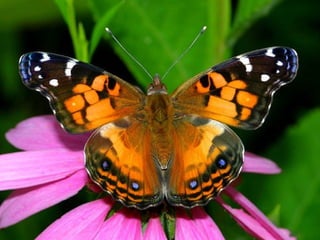 Merveilleux papillons