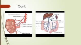 Appendix Endoscopy Comprehensive Overview of Acute Appendicitis: Anatomy, Diagnosis, and ...
