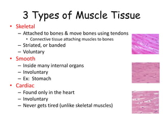 3 Types of Muscle Tissue
• Skeletal
– Attached to bones & move bones using tendons
• Connective tissue attaching muscles to bones
– Striated, or banded
– Voluntary
• Smooth
– Inside many internal organs
– Involuntary
– Ex: Stomach
• Cardiac
– Found only in the heart
– Involuntary
– Never gets tired (unlike skeletal muscles)
 