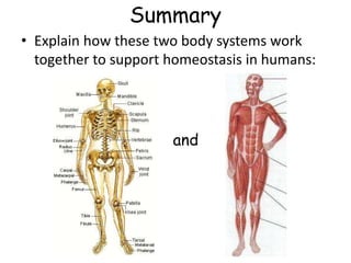 Summary
• Explain how these two body systems work
together to support homeostasis in humans:
and
 