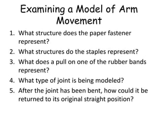 Examining a Model of Arm
Movement
1. What structure does the paper fastener
represent?
2. What structures do the staples represent?
3. What does a pull on one of the rubber bands
represent?
4. What type of joint is being modeled?
5. After the joint has been bent, how could it be
returned to its original straight position?
 