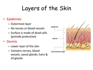 Layers of the Skin
• Epidermis
– Outermost layer
– No nerves or blood vessels
– Surface is made of dead cells
(provide protection)
• Dermis
– Lower layer of the skin
– Contains nerves, blood
vessels, sweat glands, hairs &
oil glands
 