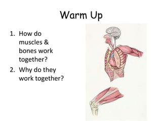 Warm Up
1. How do
muscles &
bones work
together?
2. Why do they
work together?
 