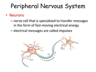 Peripheral Nervous System
• Neurons
– nerve cell that is specialized to transfer messages
in the form of fast-moving electrical energy
– electrical messages are called impulses
 
