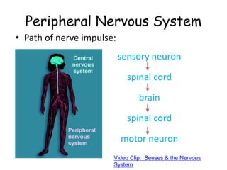 Peripheral Nervous System
• Path of nerve impulse:
sensory neuron
spinal cord
brain
spinal cord
motor neuron
Video Clip: Senses & the Nervous
System
 