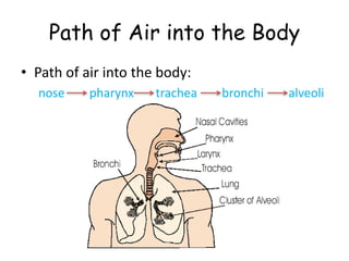 Path of Air into the Body
• Path of air into the body:
nose pharynx trachea bronchi alveoli
 