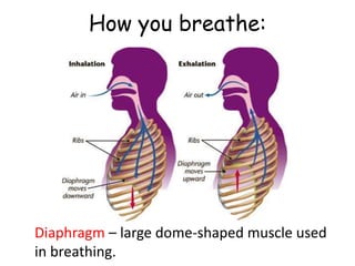 How you breathe:
Diaphragm – large dome-shaped muscle used
in breathing.
 