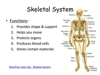 Skeletal System
• Functions:
1. Provides shape & support
2. Helps you move
3. Protects organs
4. Produces blood cells
5. Stores certain materials
BrainPop video clip: Skeletal System
 