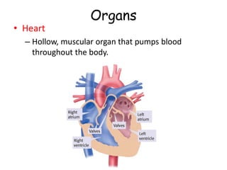 Organs
• Heart
– Hollow, muscular organ that pumps blood
throughout the body.
 