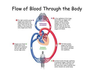 Flow of Blood Through the Body
 