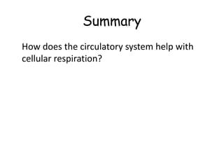 Summary
How does the circulatory system help with
cellular respiration?
 