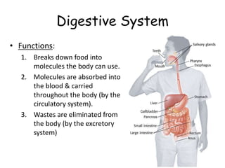 Digestive System
• Functions:
1. Breaks down food into
molecules the body can use.
2. Molecules are absorbed into
the blood & carried
throughout the body (by the
circulatory system).
3. Wastes are eliminated from
the body (by the excretory
system)
 