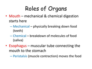 Roles of Organs
• Mouth – mechanical & chemical digestion
starts here
– Mechanical – physically breaking down food
(teeth)
– Chemical – breakdown of molecules of food
(saliva)
• Esophagus – muscular tube connecting the
mouth to the stomach
– Peristalsis (muscle contraction) moves the food
 