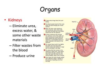 Organs
• Kidneys
– Eliminate urea,
excess water, &
some other waste
materials
– Filter wastes from
the blood
– Produce urine
 