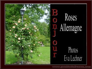 Bonjour Photos Eva Lechner Roses Allemagne 