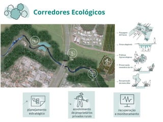Corredores Ecológicos
 