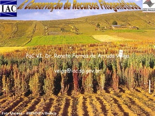 PqC VI, Dr. Renato Ferraz de Arruda Veiga
veiga@iac.sp.gov.br

Foto Quinoa – PROINPA/Bolívia

 