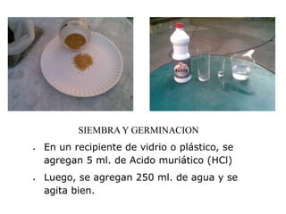 SIEMBRA Y GERMINACION
En un recipiente de vidrio o plástico, se
agregan 5 ml. de Acido muriático (HCl)
Luego, se agregan 250 ml. de agua y se
agita bien.
 