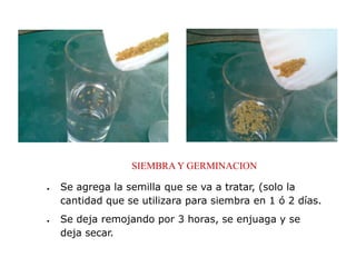 SIEMBRA Y GERMINACION

Se agrega la semilla que se va a tratar, (solo la
cantidad que se utilizara para siembra en 1 ó 2 días.
Se deja remojando por 3 horas, se enjuaga y se
deja secar.
 