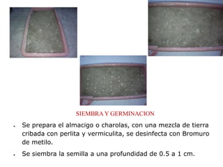 SIEMBRA Y GERMINACION
Se prepara el almacigo o charolas, con una mezcla de tierra
cribada con perlita y vermiculita, se desinfecta con Bromuro
de metilo.
Se siembra la semilla a una profundidad de 0.5 a 1 cm.
 