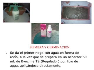 SIEMBRA Y GERMINACION
Se da el primer riego con agua en forma de
rocío, a la vez que se prepara en un aspersor 50
ml. de Byozime TS (Regulador) por litro de
agua, aplicándose directamente.
 