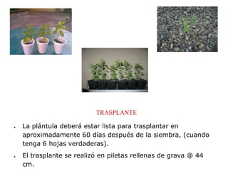 TRASPLANTE

La plántula deberá estar lista para trasplantar en
aproximadamente 60 días después de la siembra, (cuando
tenga 6 hojas verdaderas).
El trasplante se realizó en piletas rellenas de grava @ 44
cm.
 