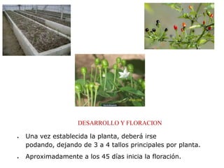 DESARROLLO Y FLORACION

Una vez establecida la planta, deberá irse
podando, dejando de 3 a 4 tallos principales por planta.
Aproximadamente a los 45 días inicia la floración.
 