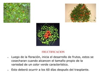 FRUCTIFICACION
Luego de la floración, inicia el desarrollo de frutos, estos se
cosecharan cuando alcancen el tamaño propio de la
variedad de un color verde característico.
Esto deberá ocurrir a los 60 días después del trasplante.
 