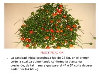 FRUCTIFICACION
La cantidad inicial cosechada fue de 22 Kg. en el primer
corte la cual va aumentando conforme la planta va
creciendo, de tal manera que para el 4° ó 5° corte deberá
andar por los 60 Kg.
 