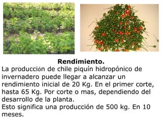 Rendimiento.
La producción de chile piquín hidropónico de
invernadero puede llegar a alcanzar un
rendimiento inicial de 20 Kg. En el primer corte,
hasta 65 Kg. Por corte o mas, dependiendo del
desarrollo de la planta.
Esto significa una producción de 500 kg. En 10
meses.
 